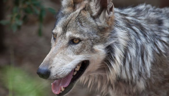 Numbers of Mexican gray wolves in the wild are down.