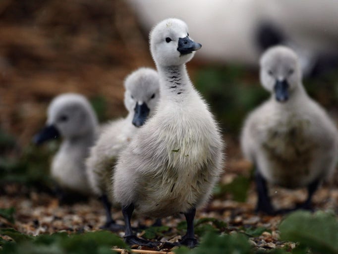 Some of a record number of cygnets recently born at Abbotsbury Swannery that was hit with bird flu earlier this year, walk in the rain on May 29, 2008 in Weymouth, England. A number of wild mute swans and a Canada Goose tested positive for the virulent H5N1 strain of the disease in January. However, less than six months later, the swannery, which is home to a herd of 800 wild swans, is expecting more than 600 cygnets this season and is having one of its busiest hatching seasons ever. According to DEFRA (Department for Environment, Food and Rural Affairs), the outbreak was probably introduced by an infected migratory bird and that the Abbotsbury swans may have developed some kind of immunity to the disease, which prevented it from spreading much further. (Photo by Matt Cardy/Getty Images)