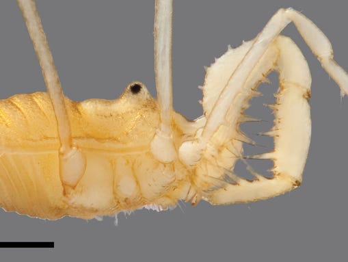 Lateral and ventral views, S. speoventus, paratype