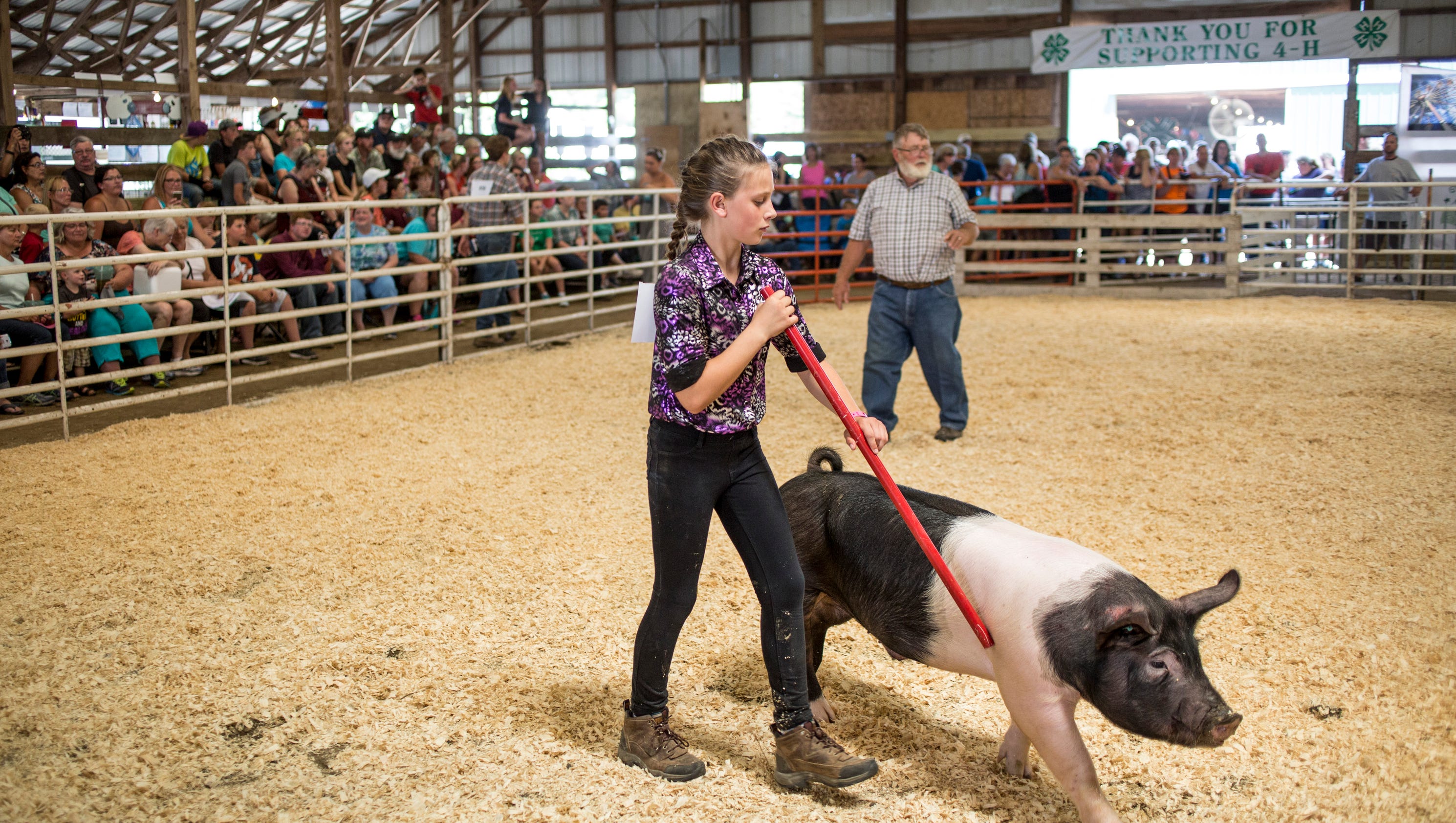 Swine Show at the St. Clair County 4H and Youth Fair