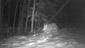 This trail camera photo of a wolf taken along the Pike