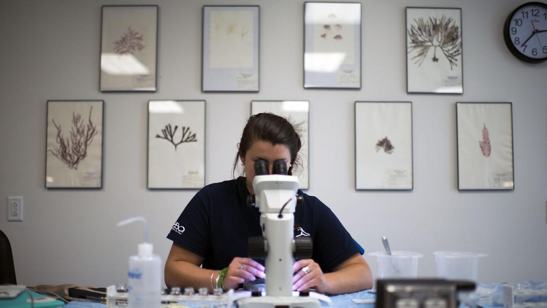 Changing tides at the Wachapreague sea lab