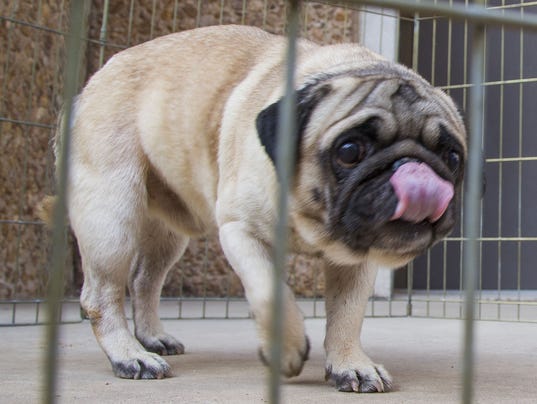 pugs in arizona revised puppy mill bill advances in arizona pugs in arizona revised puppy mill bill advances in arizona