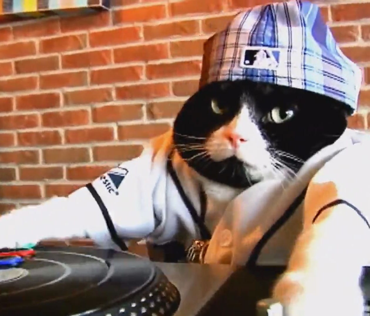 DJ Kitty is ready for new Rays season -- Are you?
