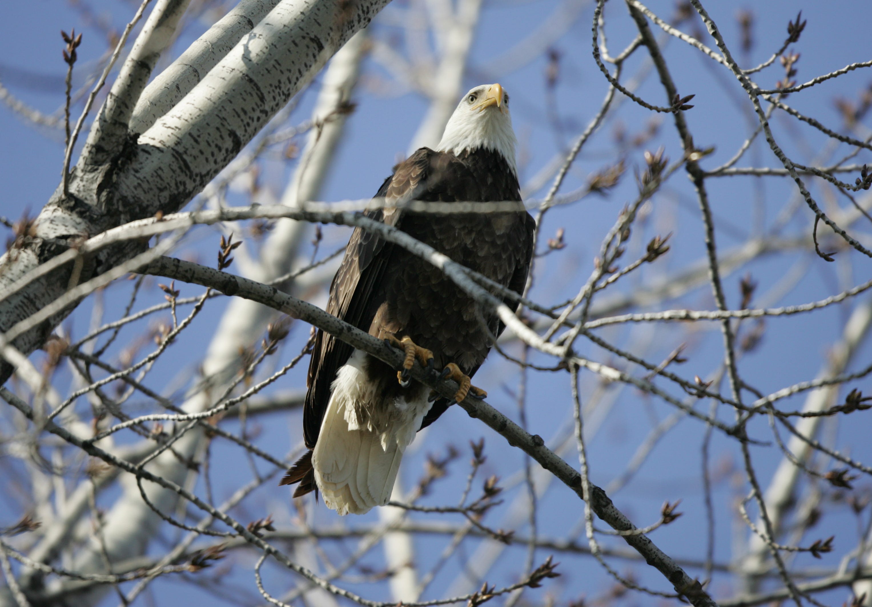 Wild animals of southern indiana