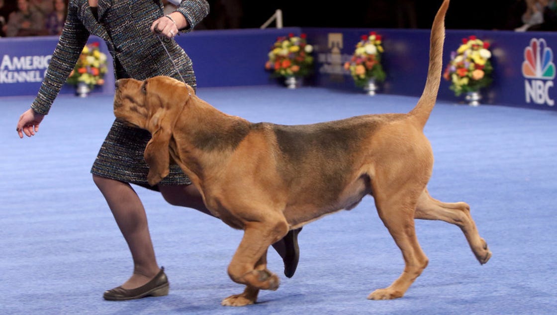 Photos Adorable dogs prance and pose at the National Dog Show