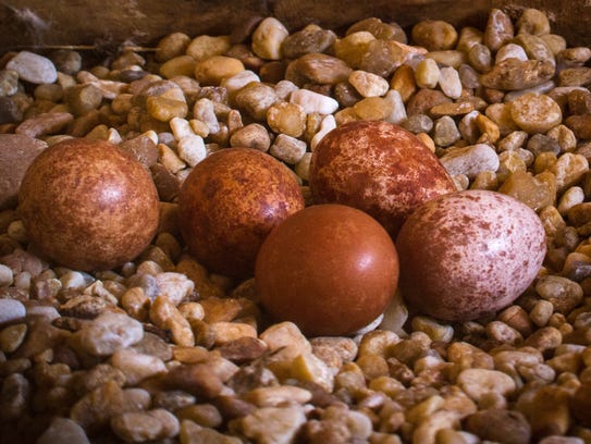 Peregrine falcon eggs are recognizable by their distinctive