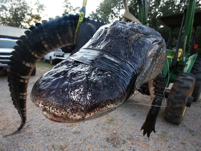 The monstrous gator is hoisted in the air by a tractor lift.