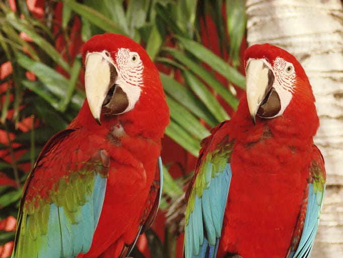 The Caribbean's most amazing birds