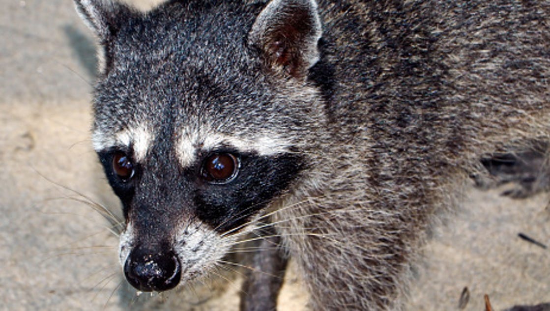 Rabid raccoon confirmed in Winslow Twp.