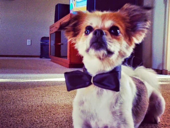 "Cooper is all fancied up, and ready for National Dog Day!"