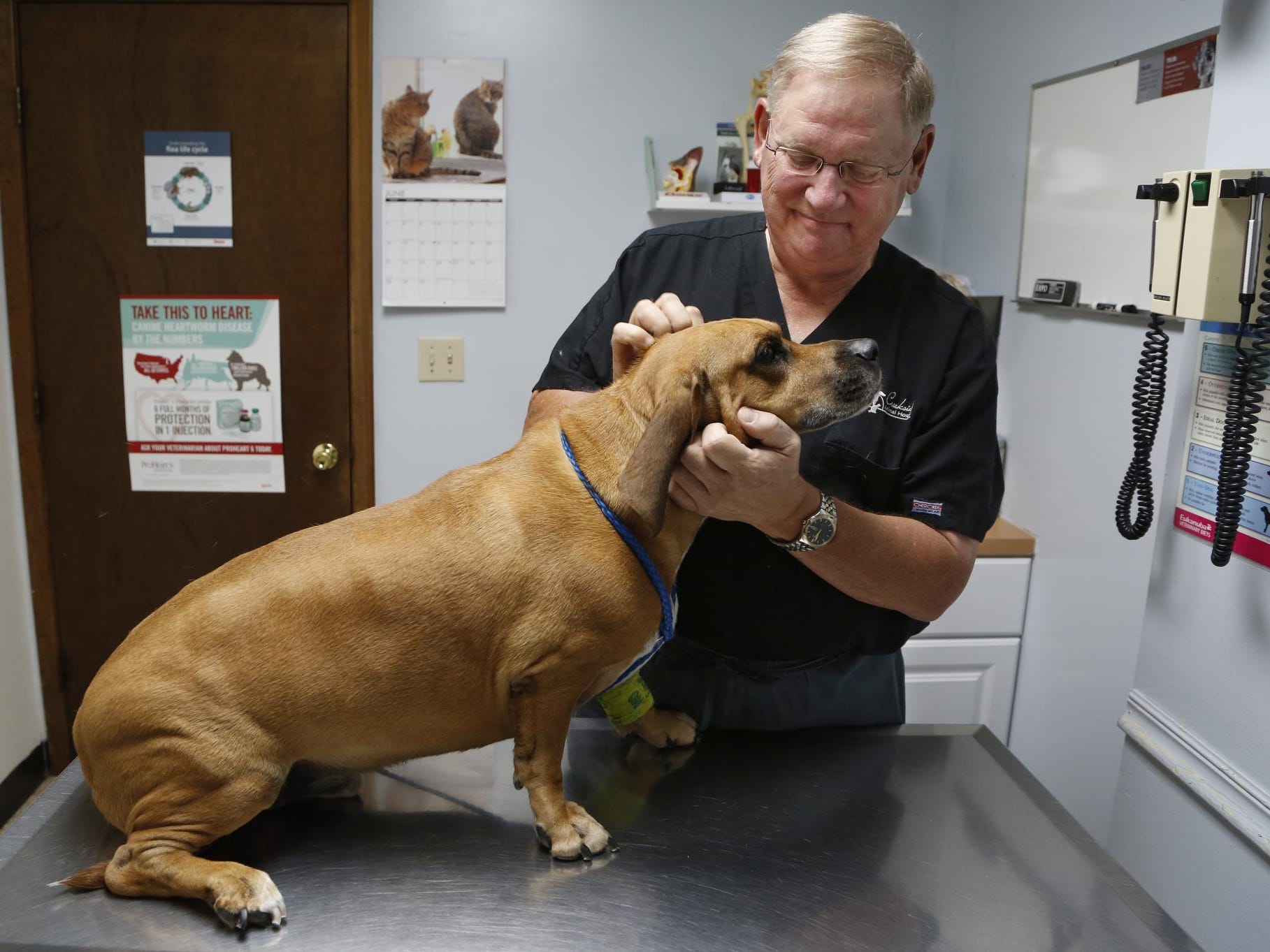 Veterinarian Todd Clark visit with Digby, a seven-year-old Basset mix, Monday, June 22, 2015, at Creekside Animal Hospital, 2840 Schuyler Avenue in Lafayette. The dog had its teeth cleaned earlier in the morning. Clark is retiring as a high school football referee after 41 years.