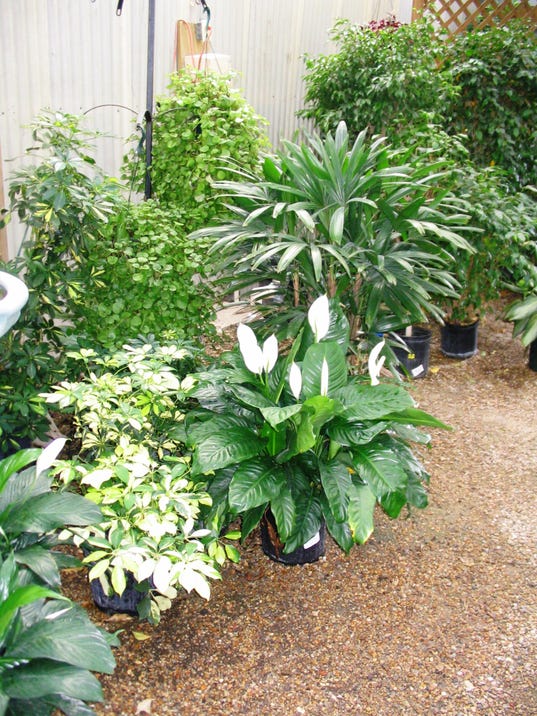 Tips to prepare outdoor plants for winter inside
