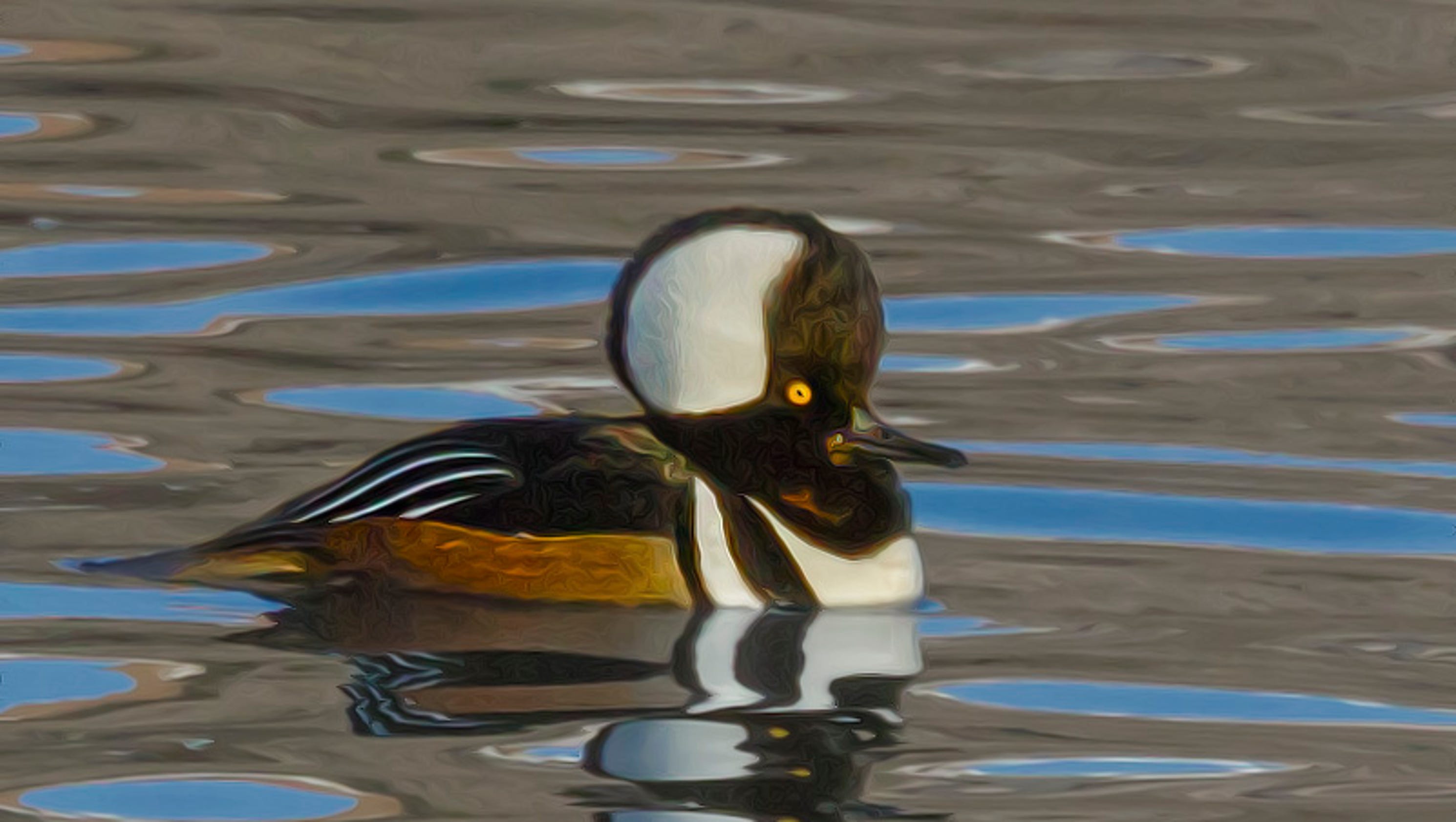 Can you ID them all? Birds of Northern Nevada