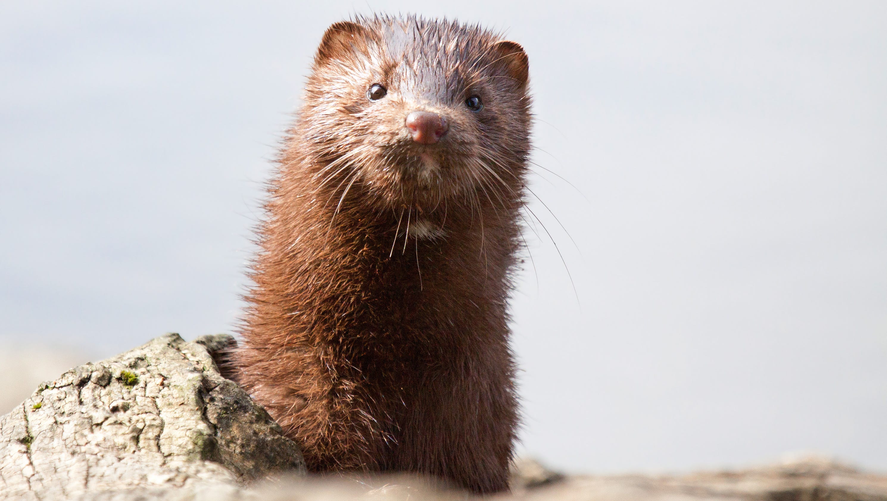 Wisconsin maintains mink link