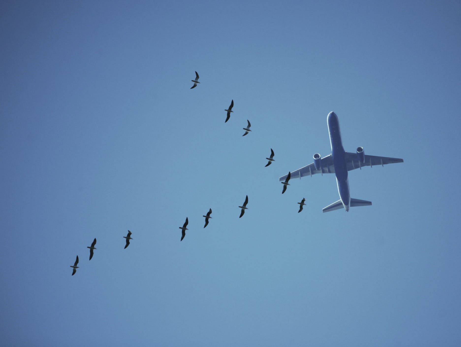 The vast majority of bird strikes occur below 3,000 feet above the ground.