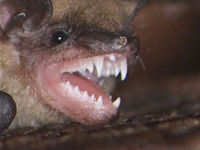 Check out the chompers on this Big Brown Bat. The sharp teeth help bats catch and eat a few thousand insects every night.
