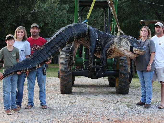 A monster alligator weighing 1,011.5 pounds measuring 15-feet long is pictured in Thomaston, Ala. on Aug. 16. The alligator was caught in the Alabama River near Camden, Ala., by Mandy Stokes (right), along with her husband John Stokes, (far right), and her brother-in-law Kevin Jenkins and his two teenage children, Savannah Jenkins, 16, and Parker Jenkins, 14, of Thomaston, Ala.