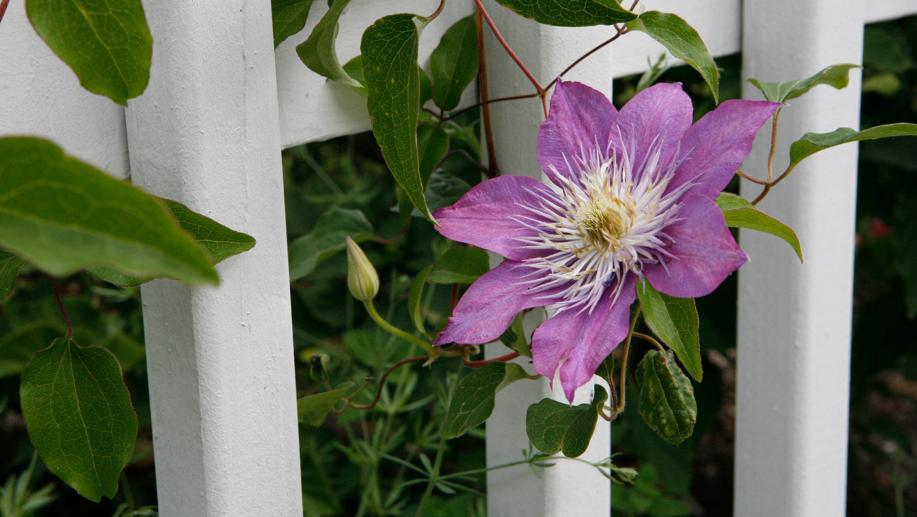 How to prune clematis vines