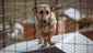 A dog rescued and put in a shelter in the area around the Sochi Olympics.