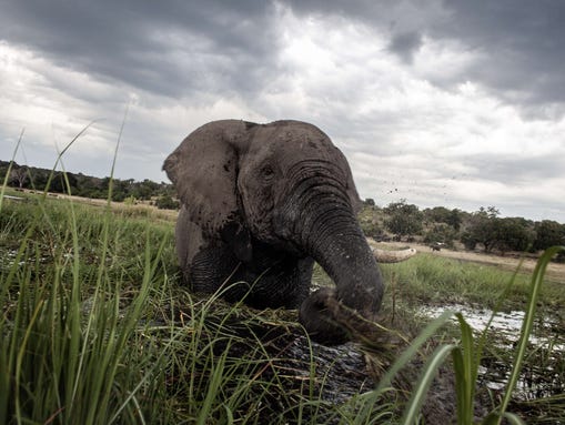Слони знаходяться на межі вимирання