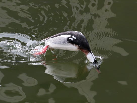 A red-breasted merganser, or diving-duck, dives down
