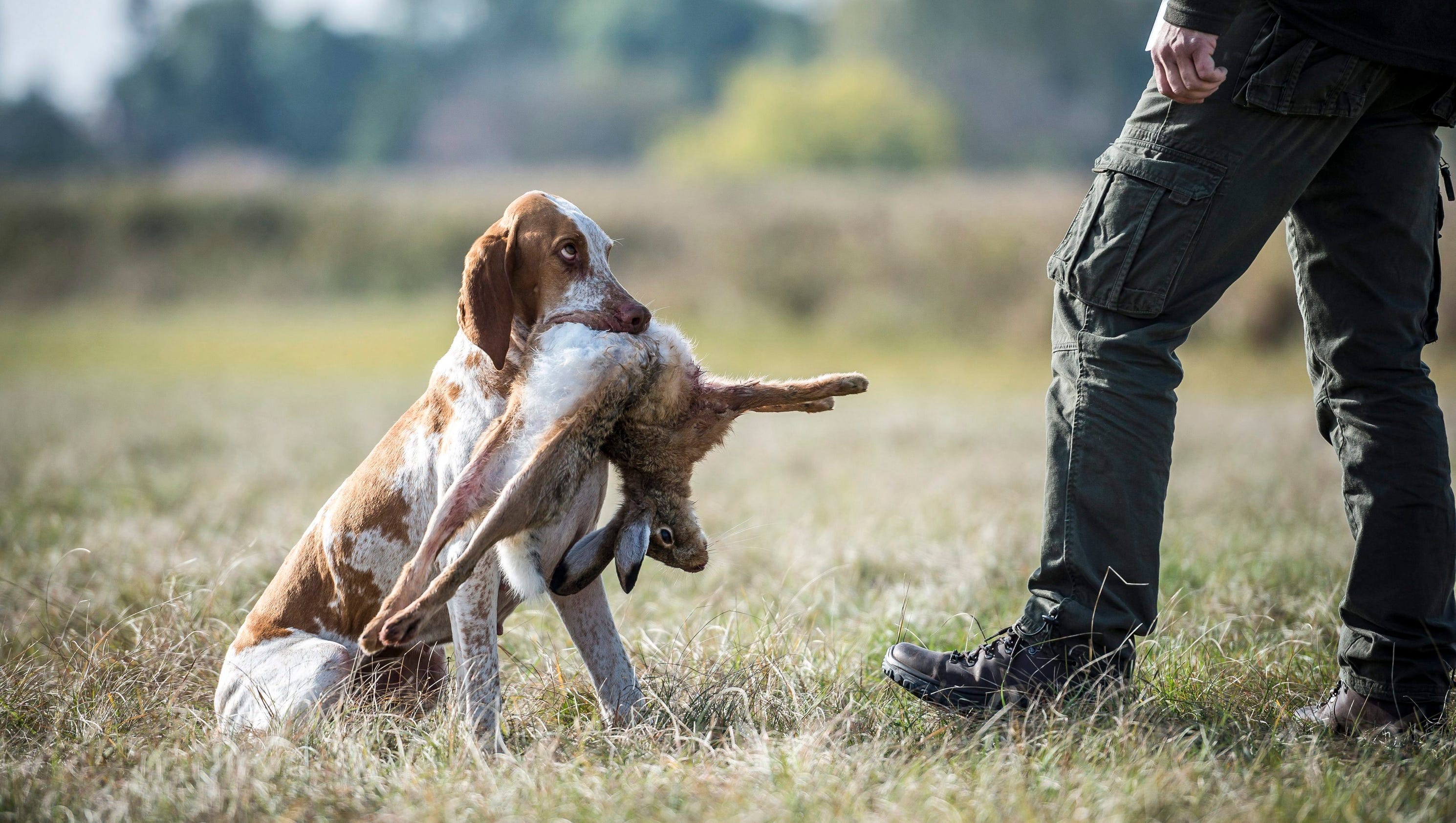 Vizsla hunting skills competition