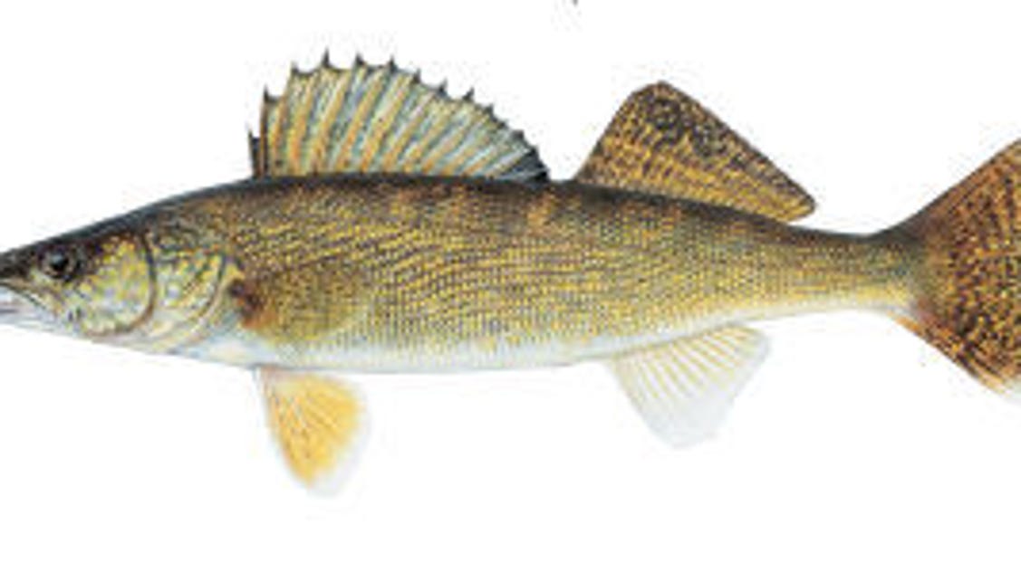South Dakota fish consumption advisories released