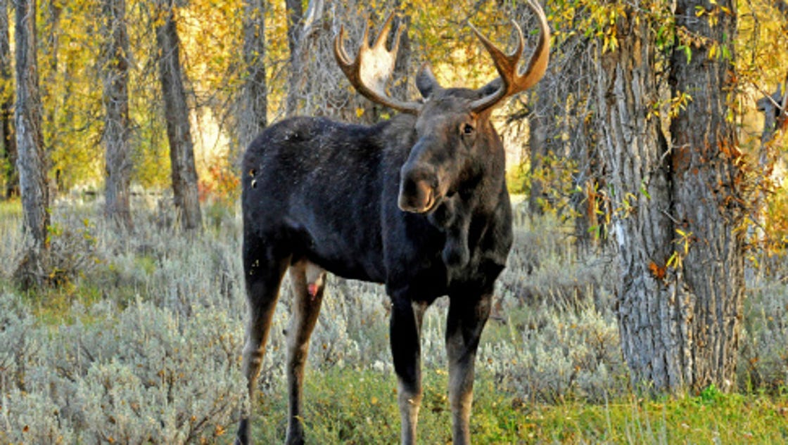 Moose rescued in northern Wisconsin