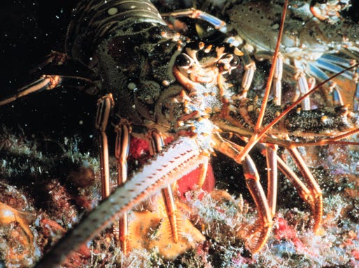 SpinyLobster.jpg