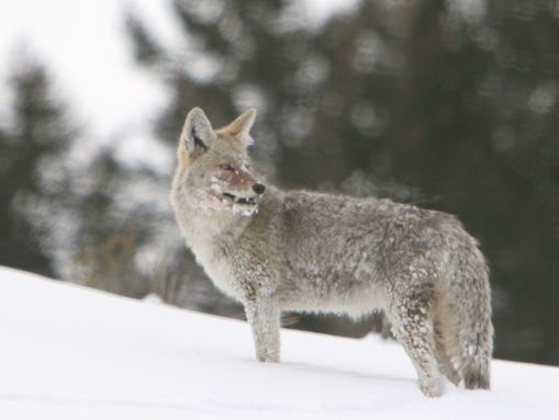 As the middle child, coyotes have a complex relationship