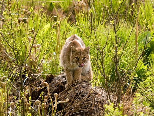 -Bobcat2 C George Cevera.jpg_20101206.jpg