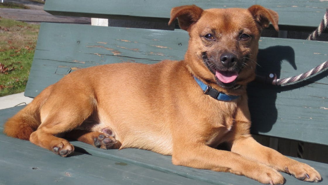 Small Dog Rescue Wny Small Dog Rescue Wny
