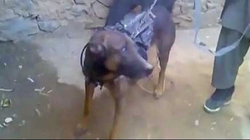 Military dog in 'Afghan Taliban custody'