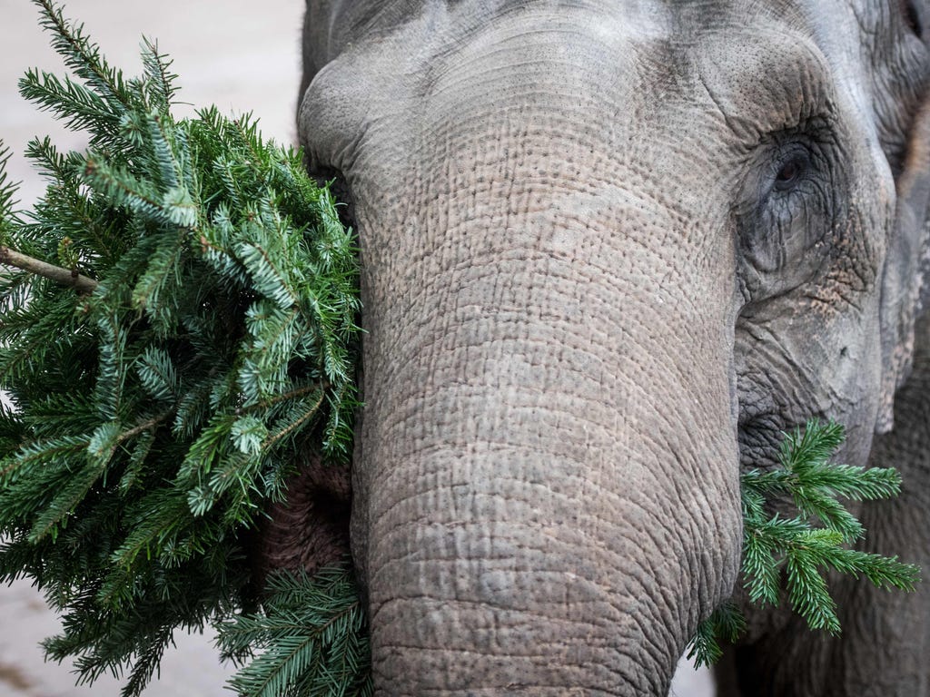 Rada plays with a Christmas tree at the Allwetterzoo zoo in Muenster, western Germany.