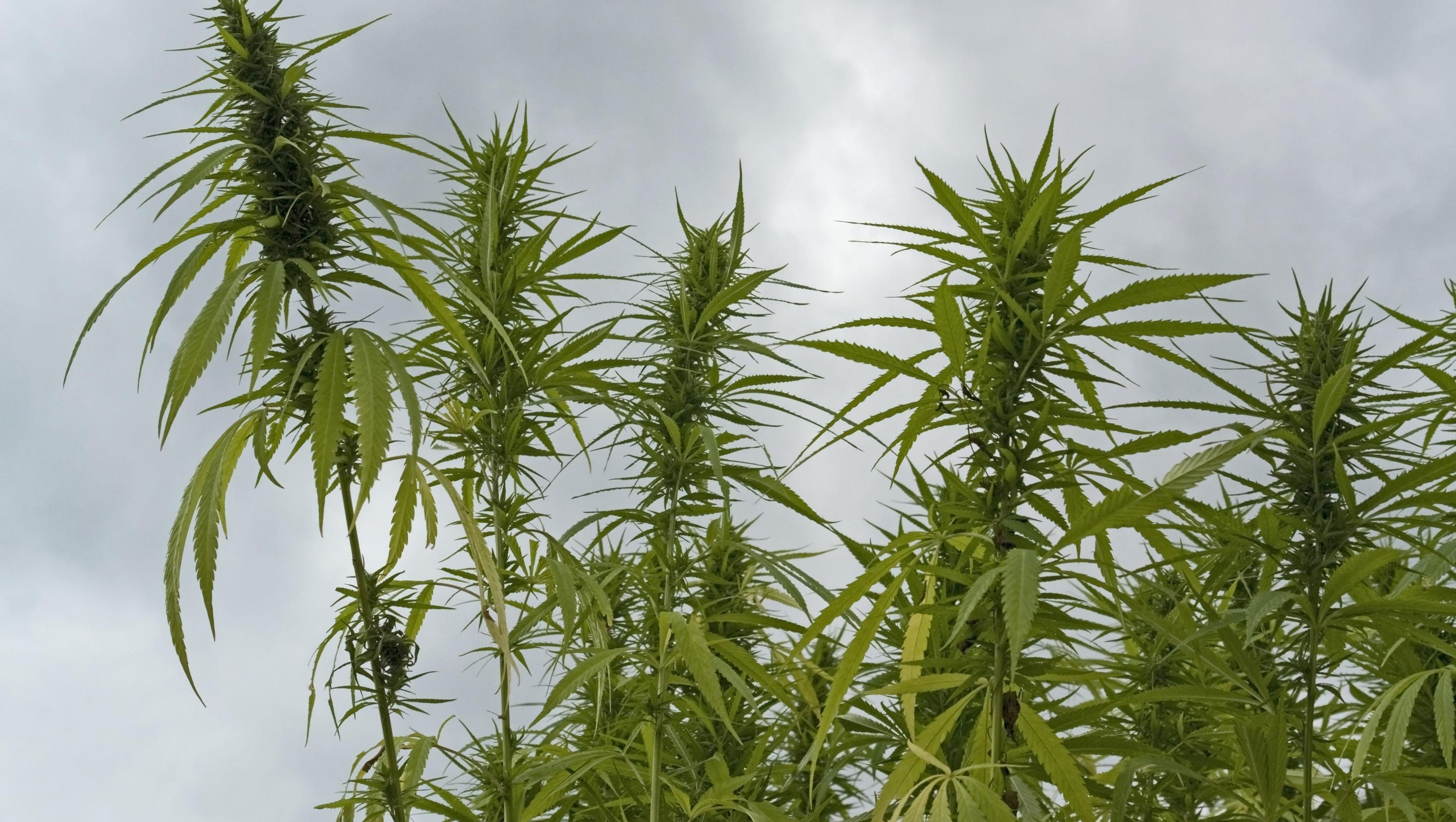 legalizing marijuana in the usa United states state laws in the united states, 29 states have legalized the use of marijuana many more are expected to follow suit in the recent years, legalization of weed (medically and for recreation) in the united states has been happening at terrific speeds 2016 marked a milestone as half the states legalized medical marijuana. legalizing marijuana in the usa United states state laws in the united states, 29 states have legalized the use of marijuana many more are expected to follow suit in the recent years, legalization of weed (medically and for recreation) in the united states has been happening at terrific speeds 2016 marked a milestone as half the states legalized medical marijuana.