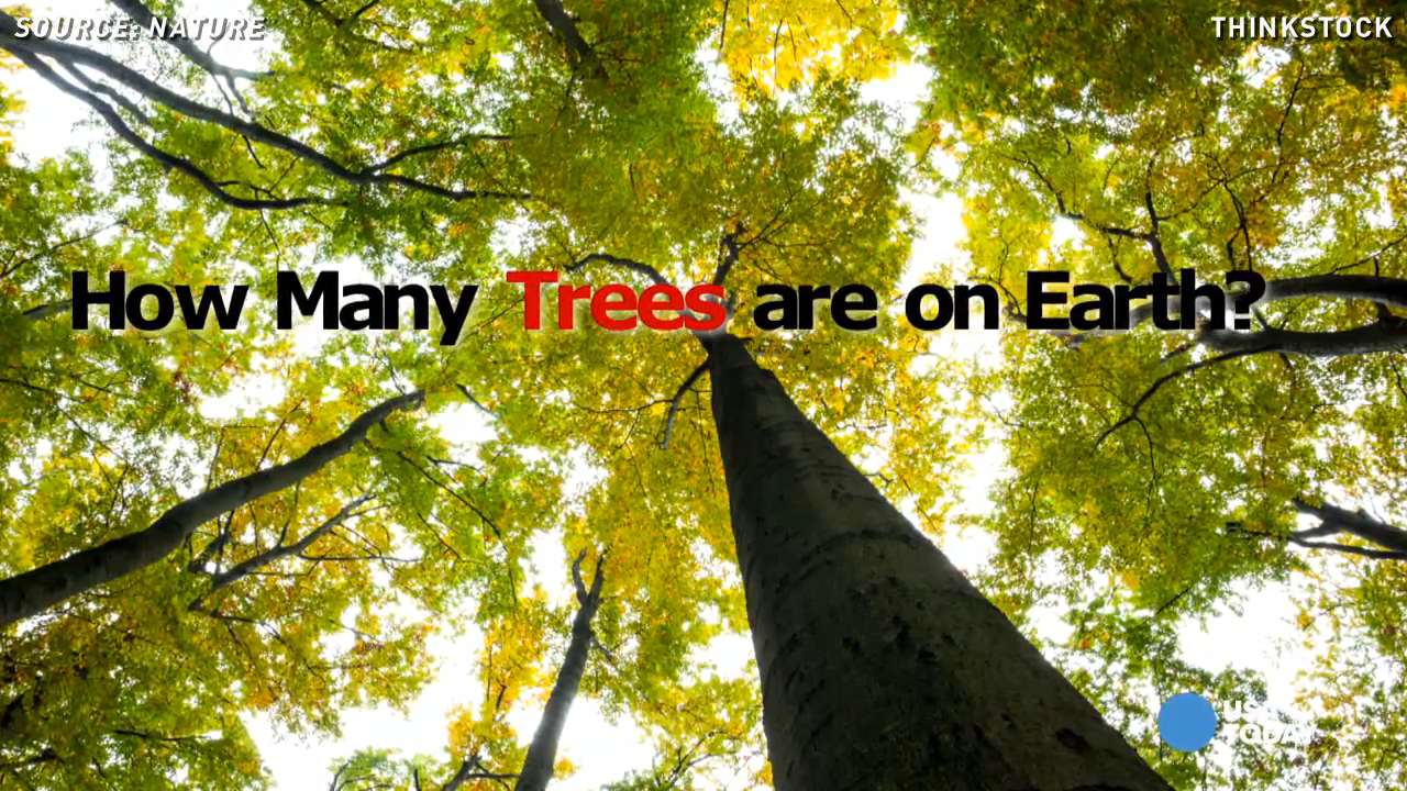 Wood you believe it? Earth has 3 trillion trees!