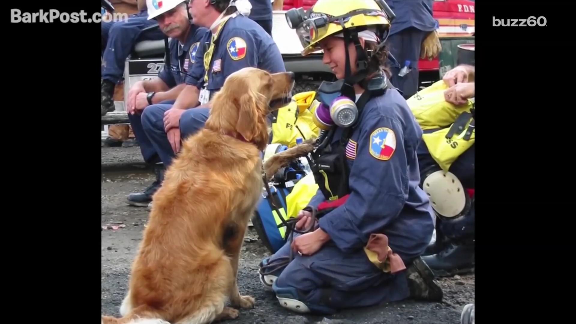 9/11 rescue dog celebrates 16th birthday in New York City