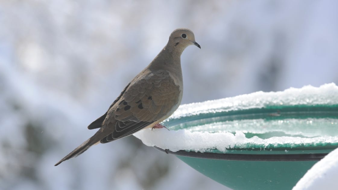 8 fun facts about mourning doves 8 fun facts about mourning doves