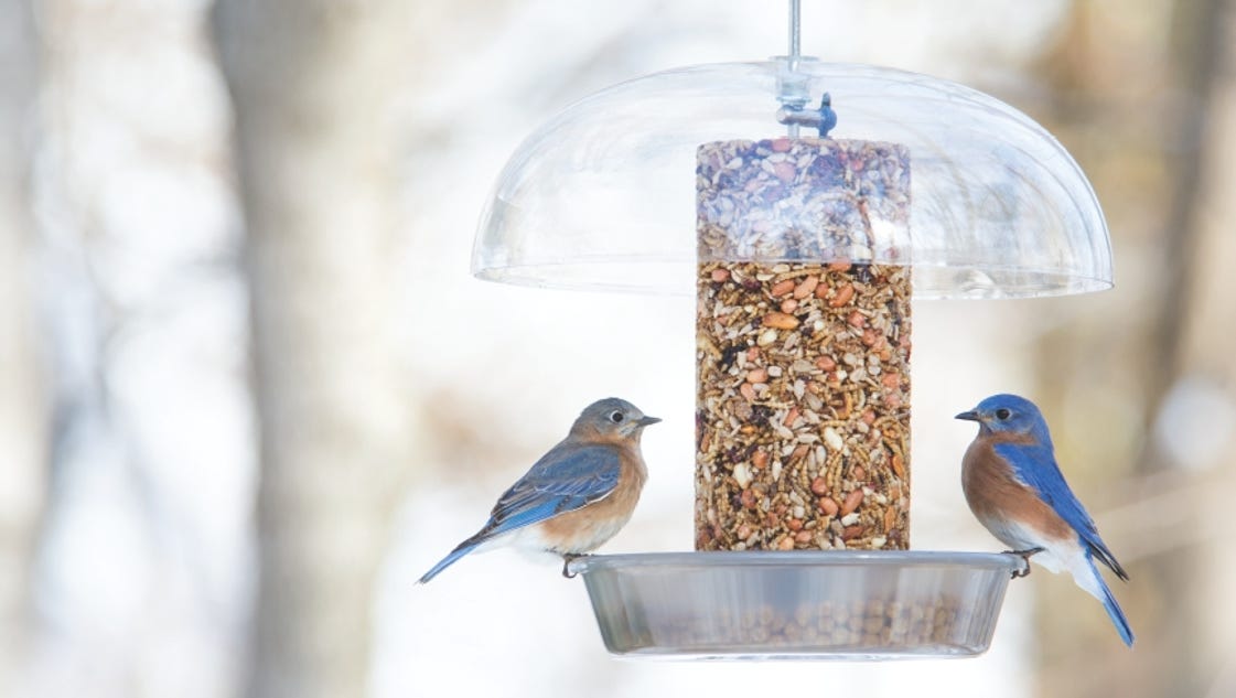 10 fun facts about bluebirds 10 fun facts about bluebirds