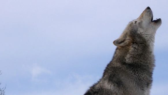 When they howl, it's music. When politicians do so,