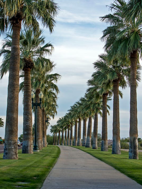 Are palm trees native to Arizona?