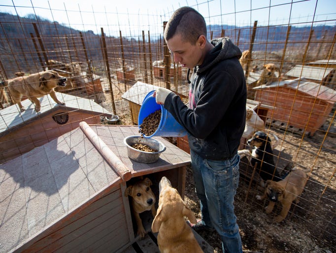 Jenya Popov feeds dogs living in a shelter that are being saved from extermination prior to the Sochi Olympics.