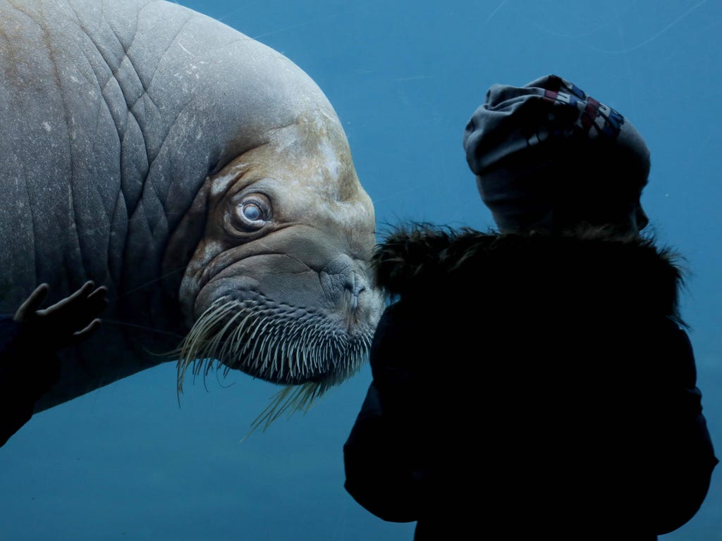 A visitor looks at a walrus at the zoo in Hamburg, Germany.