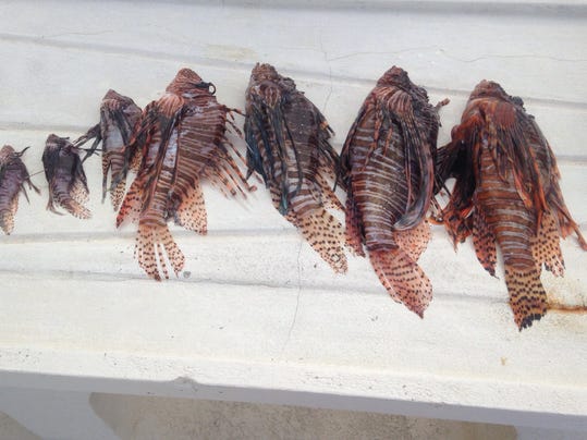 LIONFISH-PIC