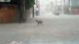 A dog crosses a street under heavy rain in Kingston,