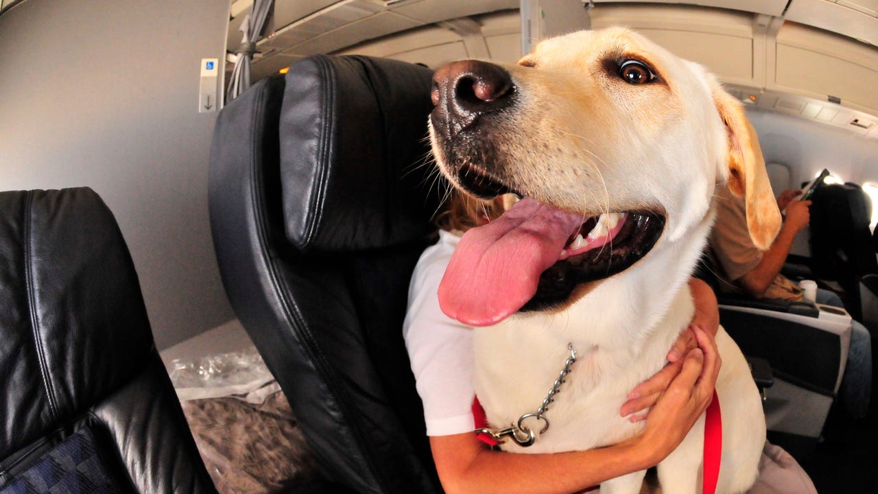 Cheap >united airlines emotional support animal paperwork big sale 