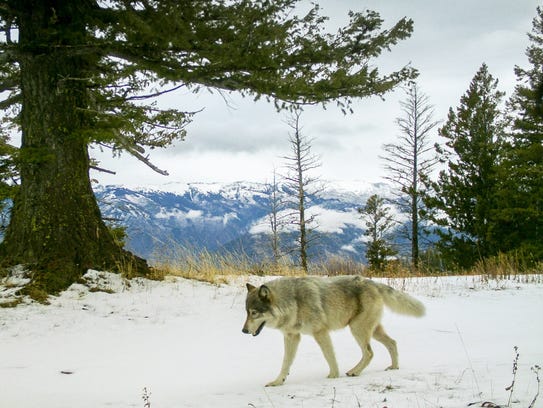 A wolf from the Snake River Pack passed a remote camera