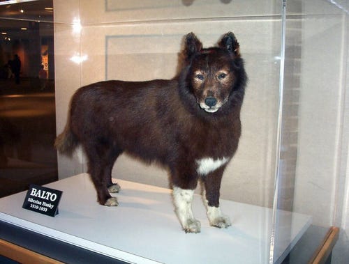 Celebrate Balto Day Saturday Do You Know Balto Wkyc Com