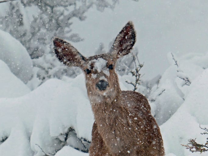 Deer Photo - Mother's Day Surprise